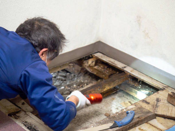 Best DIY Mold Remediation Support Services in Washington, IL