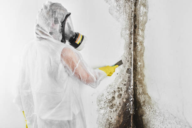 Best Kitchen Mold Remediation in Washington, IL