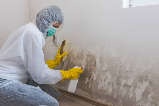 Reliable Washington, IL Mold Remediation Solutions