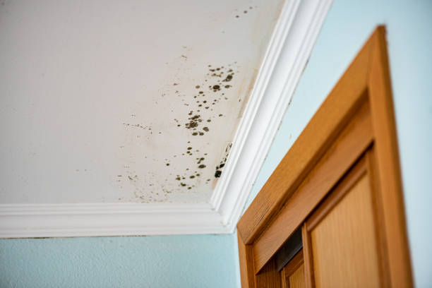 Best Residential Mold Remediation in Washington, IL