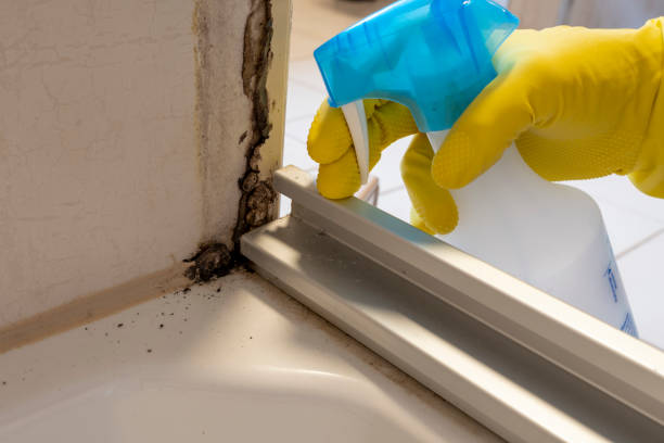 Best Residential Mold Remediation in Washington, IL
