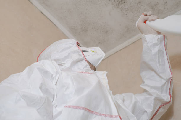 Best Attic Mold Remediation in Washington, IL