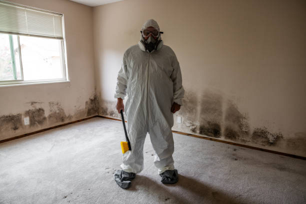 Best Industrial Mold Remediation in Washington, IL