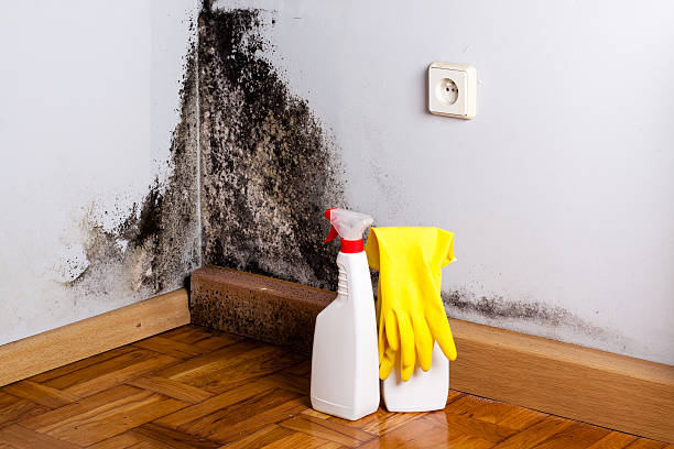 Washington, IL Mold Removal Pros