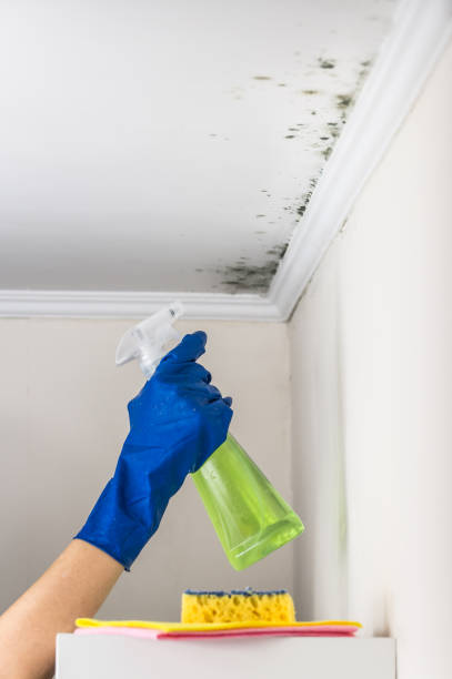 Best Insurance-Related Mold Remediation in Washington, IL